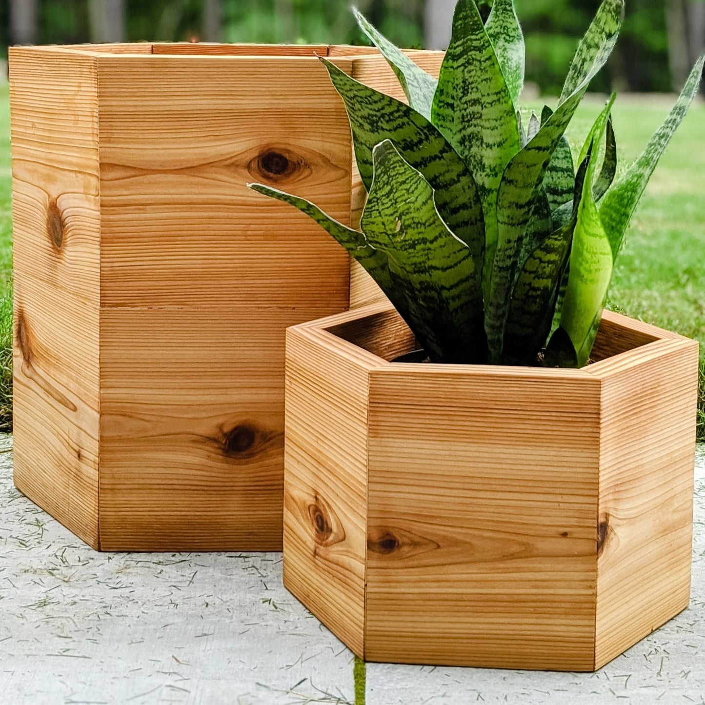 Hexagon Planters with  plant inside